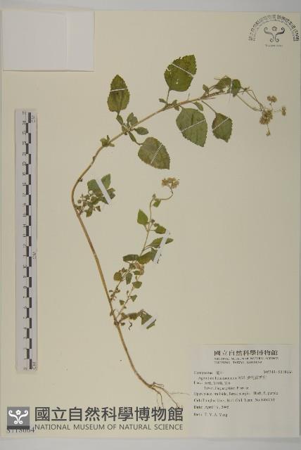 紫花霍香薊藏品圖，第1張