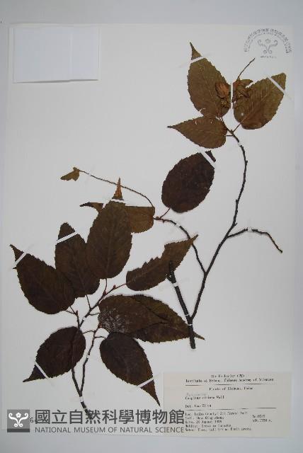 雷公鵝耳櫪藏品圖，第1張