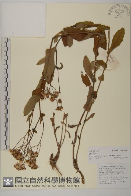 溪生苔草藏品圖，第1張