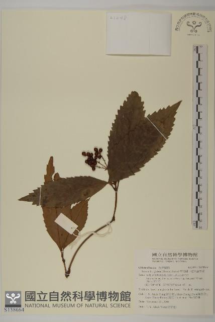 草珊瑚、紅果金粟蘭藏品圖，第1張