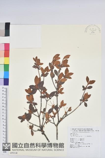 細葉杜鵑、南湖杜鵑、志佳陽杜鵑藏品圖，第1張