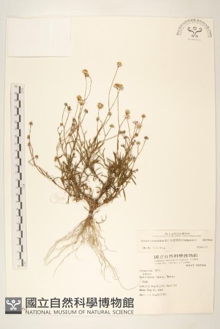 窄葉黃菀藏品圖，第1張