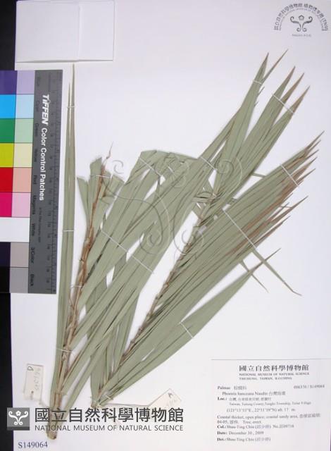 台灣海棗藏品圖，第1張