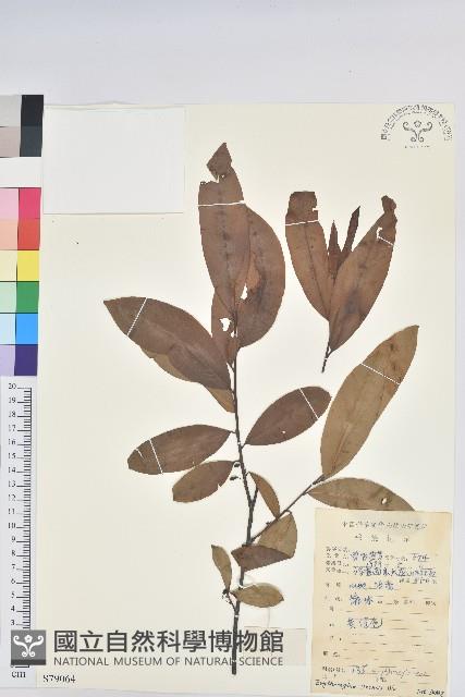 華古柯藏品圖，第1張