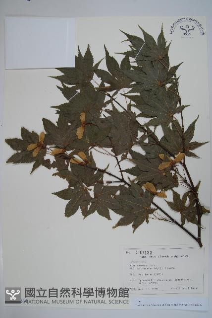 登錄號:S128064藏品圖，第1張