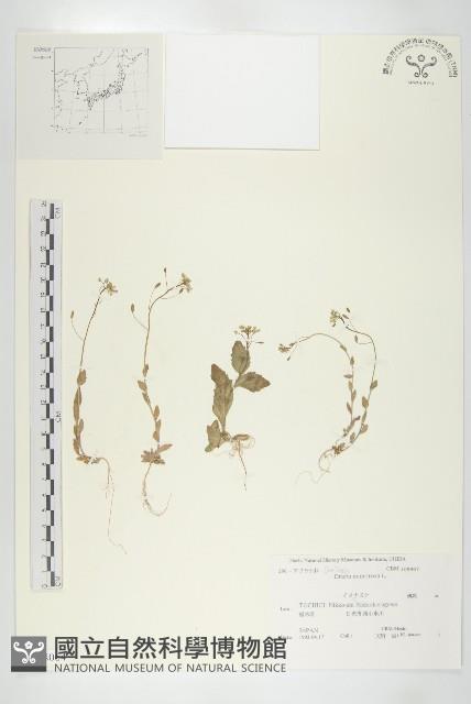 葶藶藏品圖，第1張