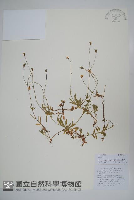 細葉蘭花參藏品圖，第1張