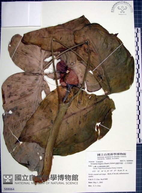 申跋、油跋、小天南星藏品圖，第1張