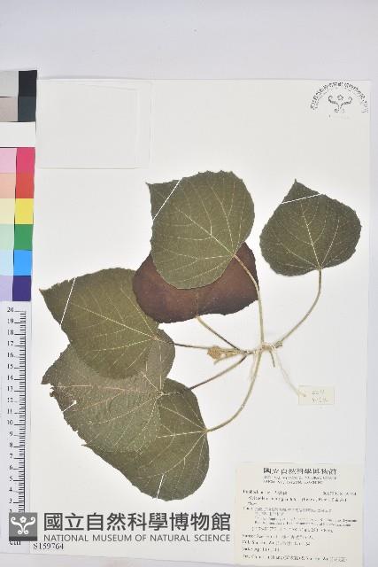 蟲屎藏品圖，第1張