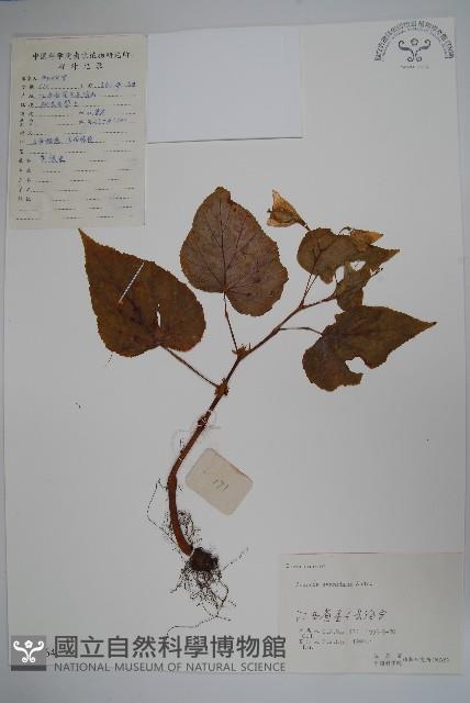 秋海棠藏品圖，第1張