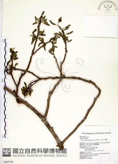 構樹藏品圖，第1張