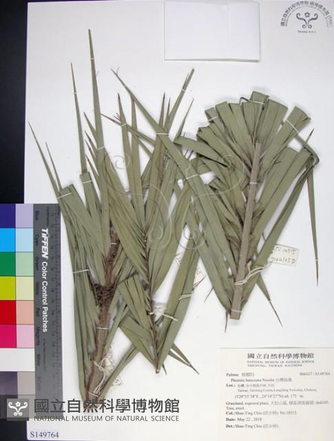 台灣海棗藏品圖，第1張