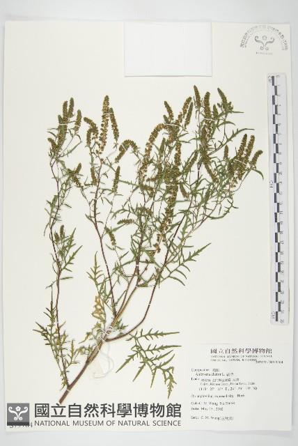 豬草藏品圖，第1張