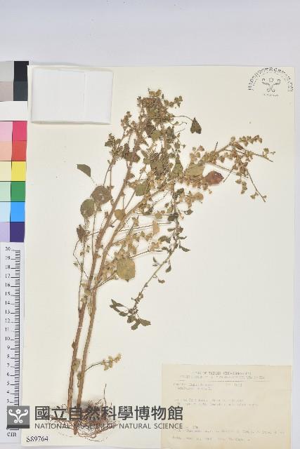 印度鐵莧藏品圖，第1張