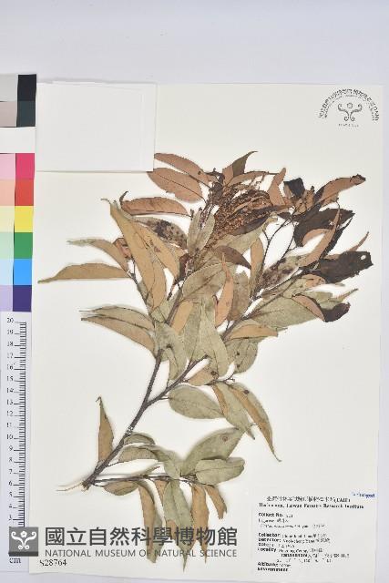 細刺苦櫧、草野錐果藏品圖，第1張