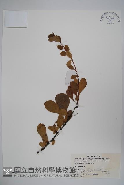 直穗小蘗藏品圖，第1張