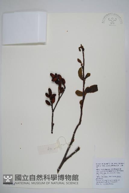 尼泊爾赤楊藏品圖，第1張