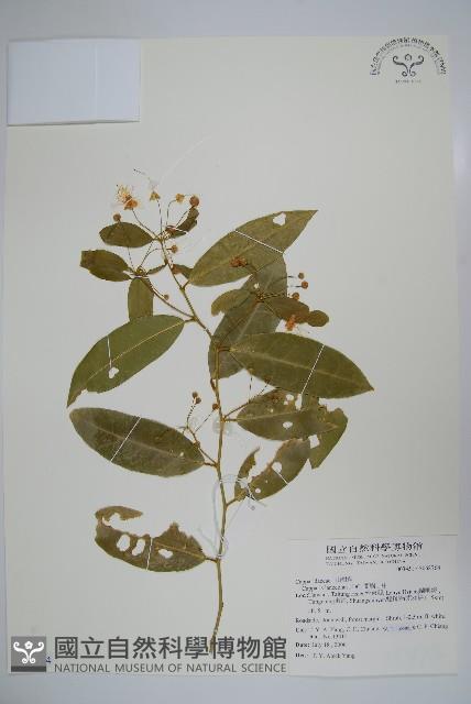 蘭嶼山柑藏品圖，第1張