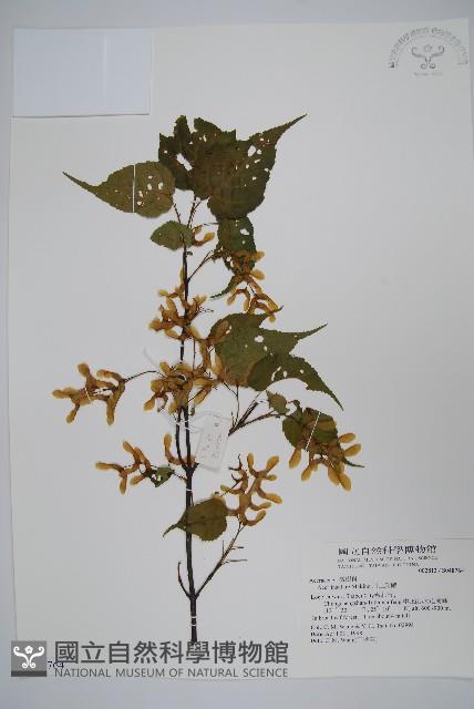 大屯尖葉槭, 川上氏槭藏品圖，第1張