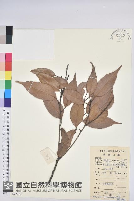 反刺苦櫧藏品圖，第1張