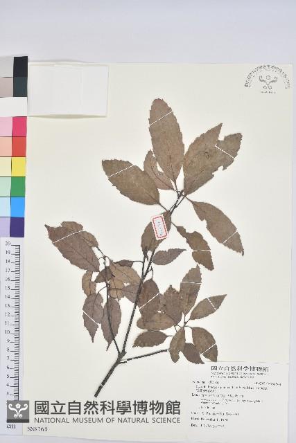 青剛櫟、鐵椆藏品圖，第1張