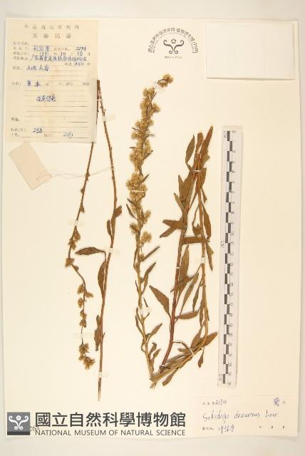 一枝黃花藏品圖，第1張