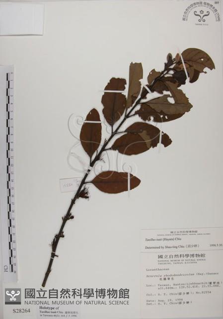 蓮華池桑寄生藏品圖，第1張