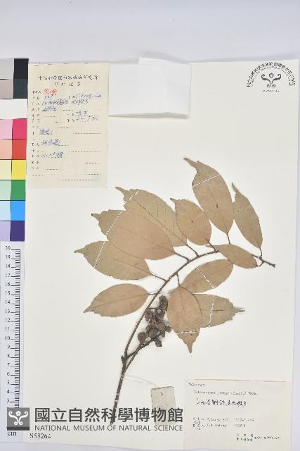 子彈石櫟藏品圖，第1張