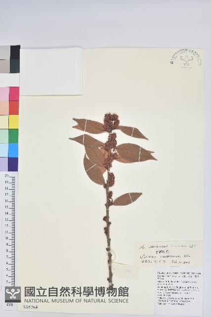 江南越橘藏品圖，第1張