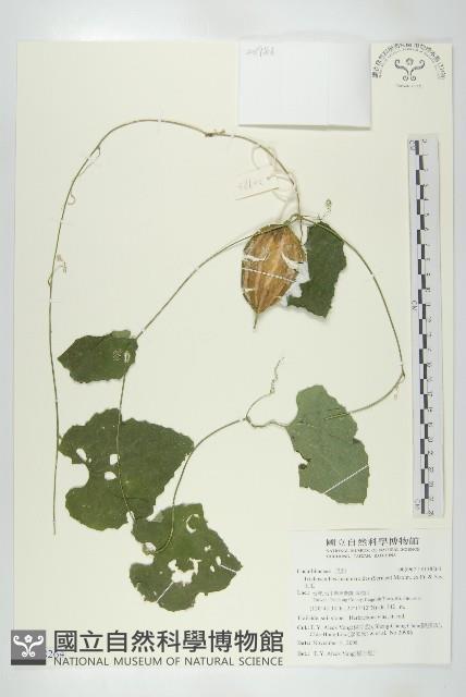 王瓜藏品圖，第1張