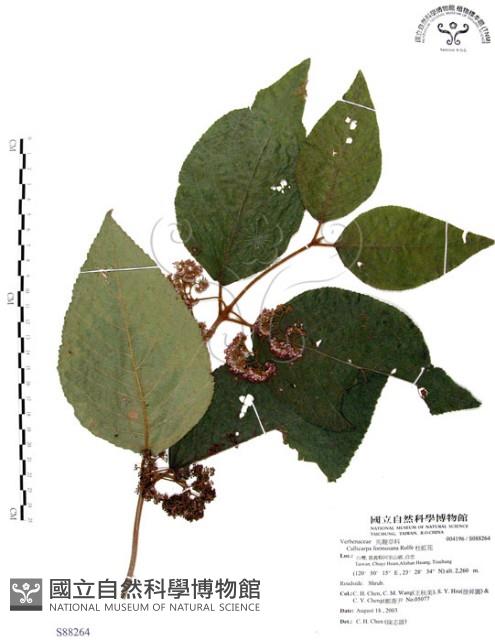 杜虹花，台灣紫珠藏品圖，第1張