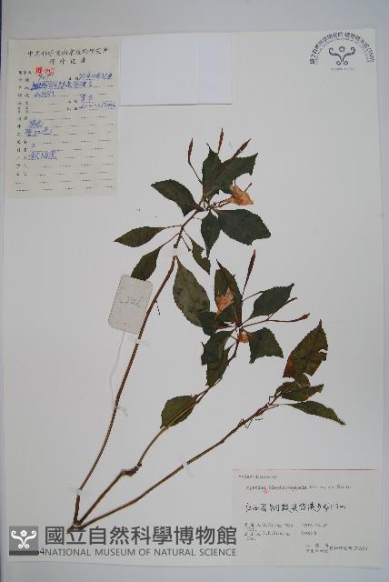 睫毛萼鳳仙花藏品圖，第1張