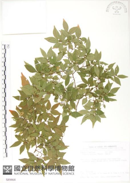 櫸、雞油藏品圖，第1張