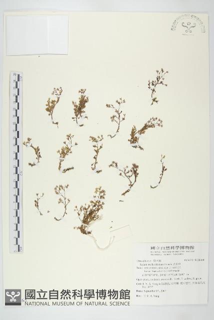 火焰草藏品圖，第1張