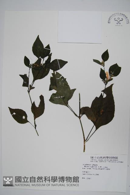 六角英, 槍刀菜藏品圖，第1張