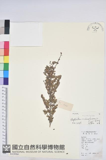 登錄號:S129164藏品圖，第1張