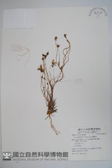 雞蛋參藏品圖，第1張