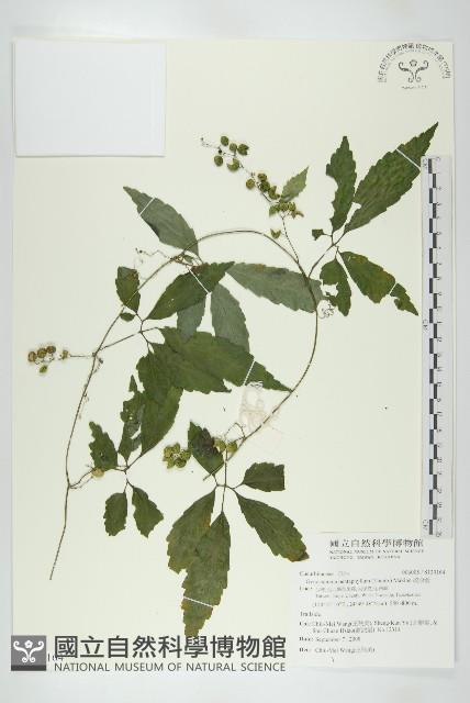 絞股藍藏品圖，第1張