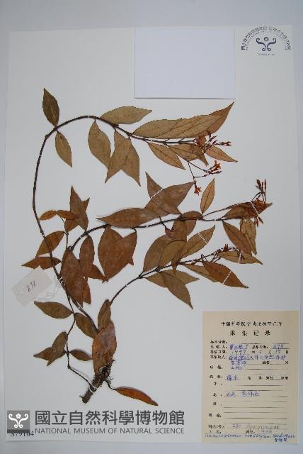 短柱絡石藏品圖，第1張