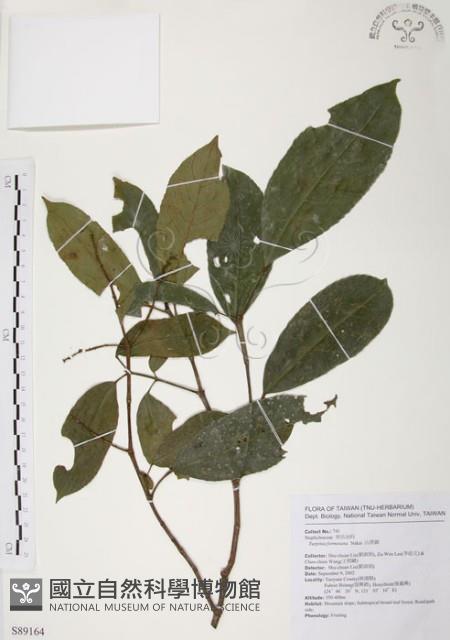 山香圓藏品圖，第1張