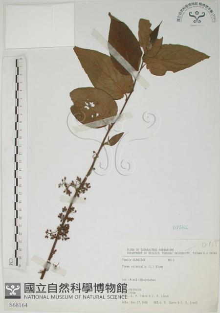 山黃麻藏品圖，第1張