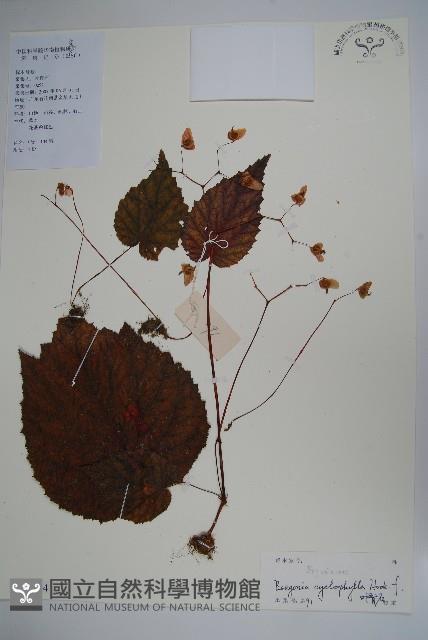 圓葉秋海棠藏品圖，第1張