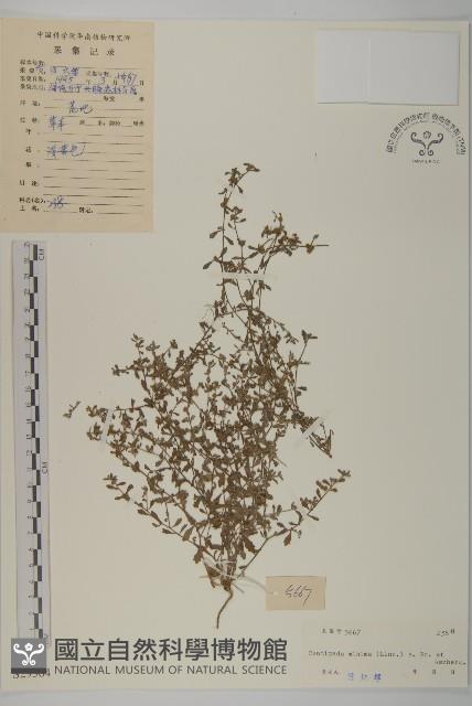 石胡荽、吐金草藏品圖，第1張