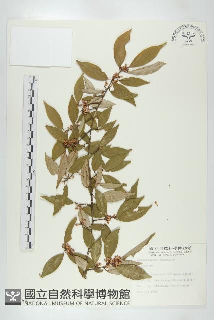 登錄號:S009364藏品圖，第1張