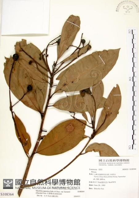 大葉楠藏品圖，第1張