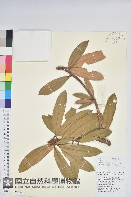 馬纓花藏品圖，第1張