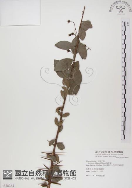魯花樹藏品圖，第1張