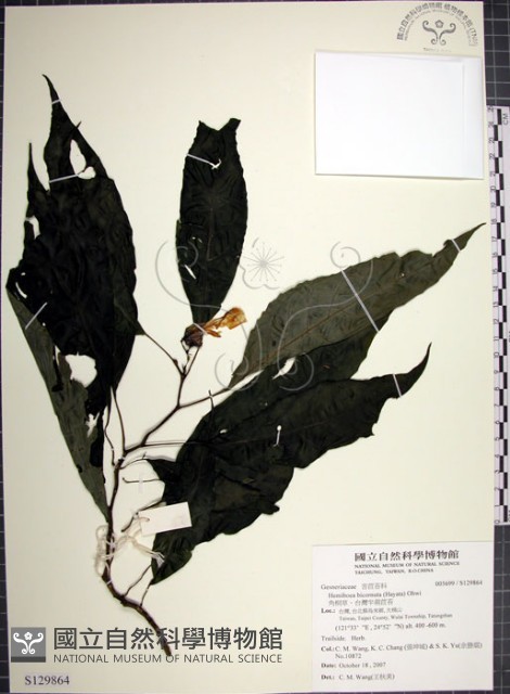角桐草、台灣半蒴苣苔藏品圖，第1張