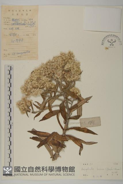 珠毛香青藏品圖，第1張