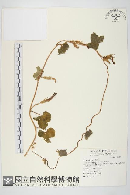 碗仔花藏品圖，第1張